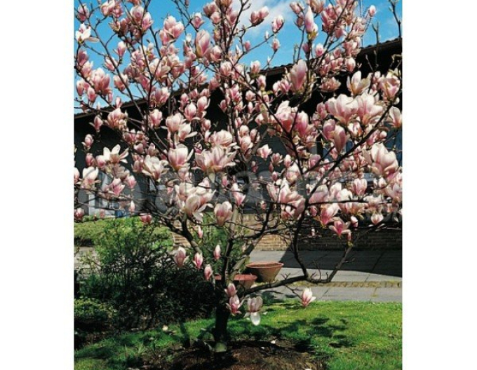 Magnolie Satisfaction