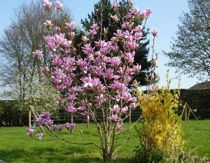 Magnolie Andre Leroy