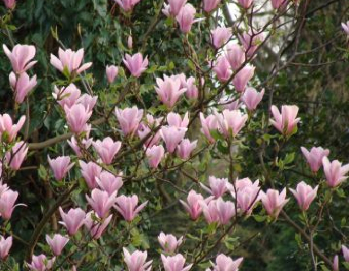 Magnolie Andre Leroy