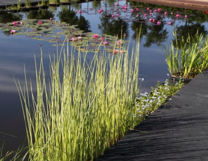 Teich Simse Albescens