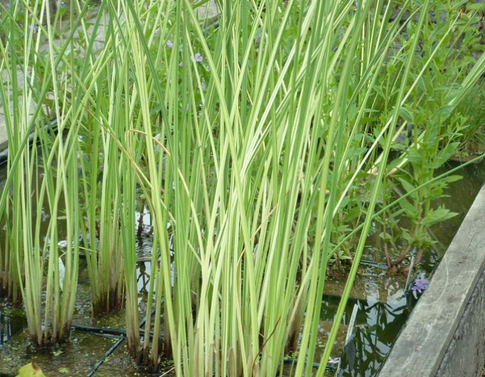 Teich Simse Albescens