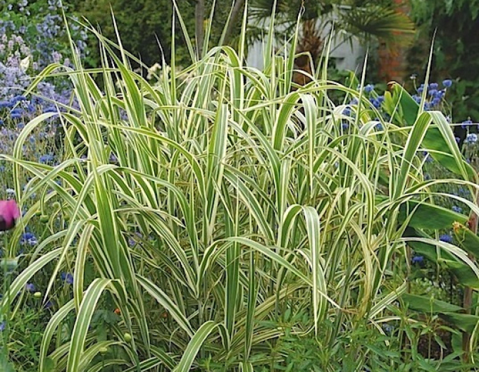 Gartensüßgras  Variegata