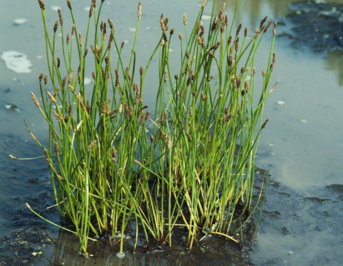 Gewöhnliche Sumpfbinse