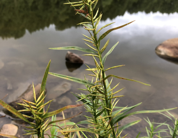 Wasserbambus - Dulichium arundinaceum