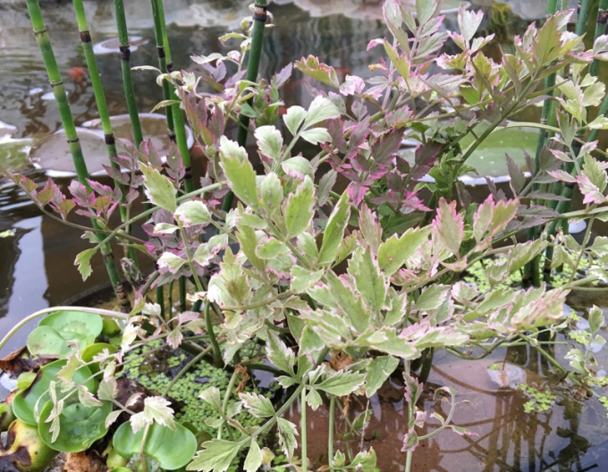 Wasserfenchel Flamingo