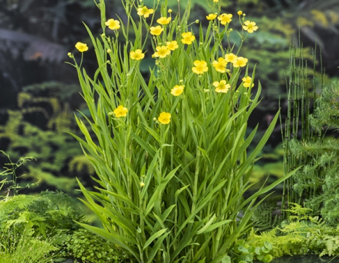 Brennender Hahnenfuß