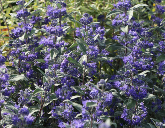 Bartblume "HEAVENLY BLUE" 9x9