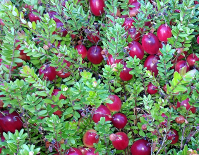 Preiselbeere Big Pearl