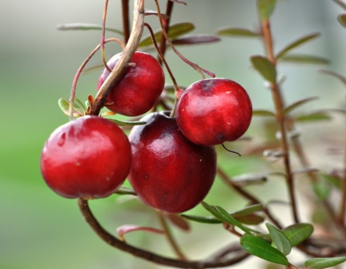 Preiselbeere Big Pearl