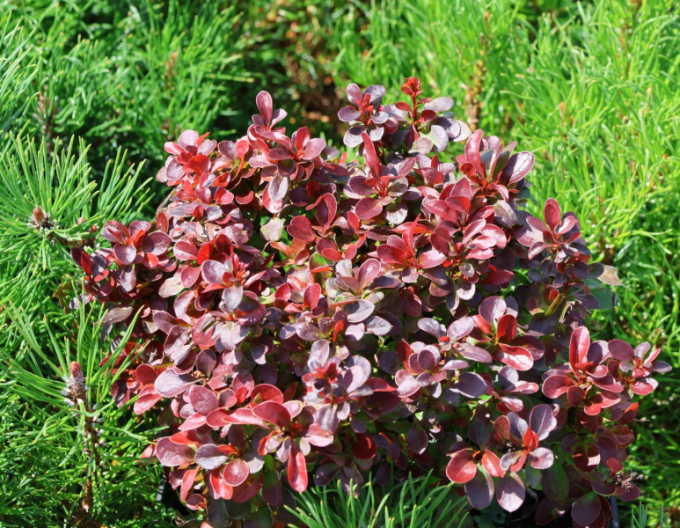 Berberitze "Bagatelle"