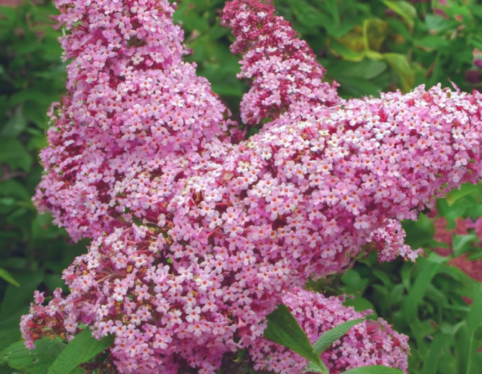Budleja davidii Pink Delight 2l
