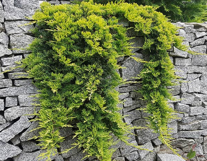 Teppichwacholder Golden Carpet