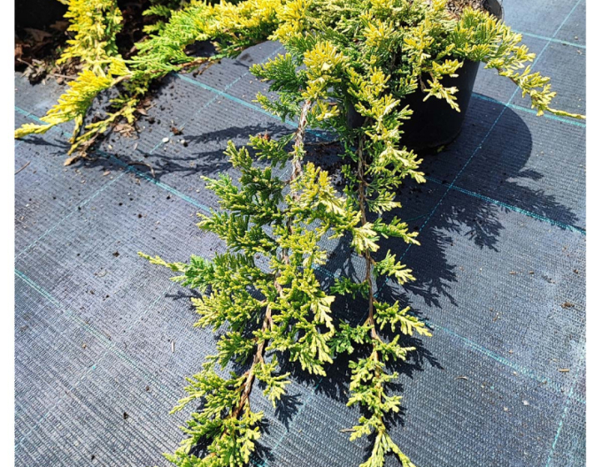 Teppichwacholder Golden Carpet