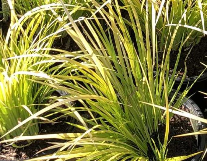 Kalmus Golden Delight 9x9