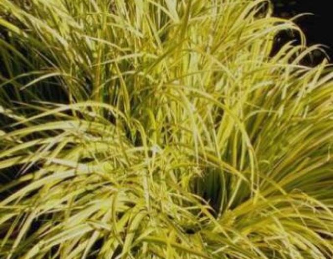 Kalmus Golden Delight 9x9