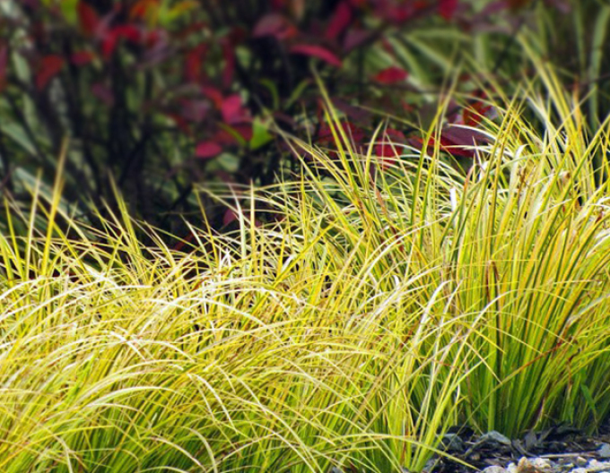 Kalmus Golden Delight 9x9