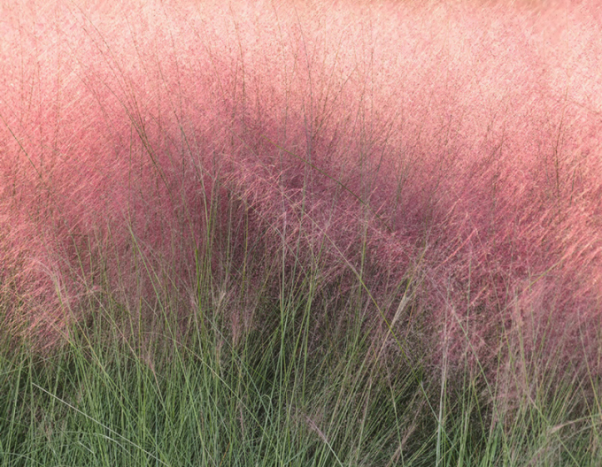 Muhlenbergia