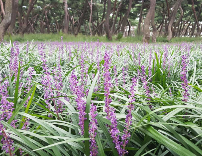 Glöckchentraube Big Blue