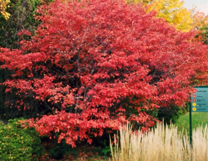 Felsenbirne Thiessen