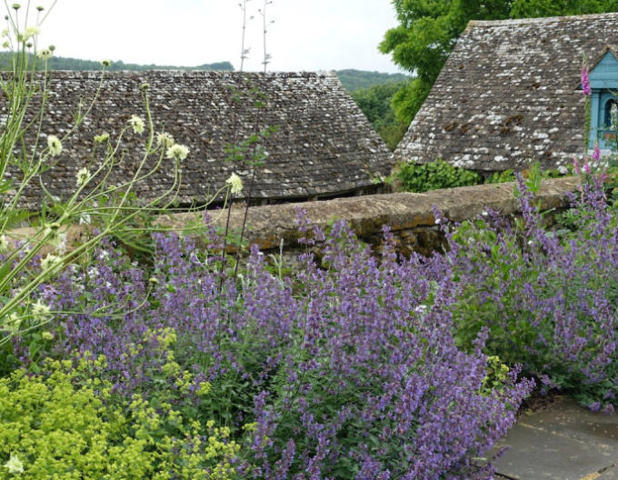 Katzenminze Walkers Low
