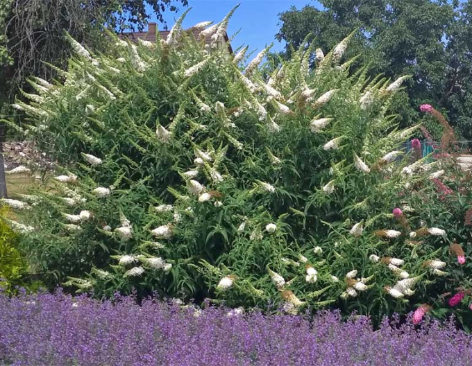 Sommerflieder  White Profusion