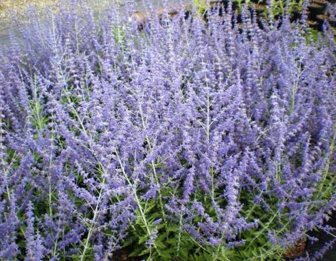 Blauraute Blue Spire