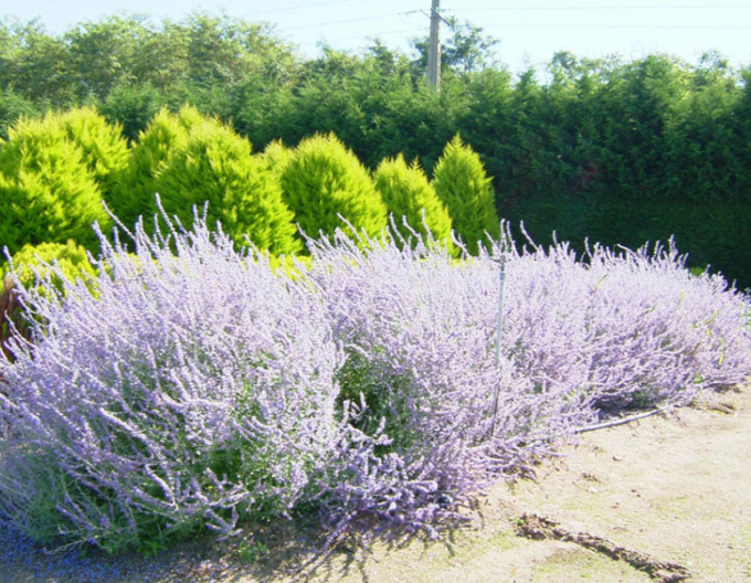 Blauraute Blue Spire