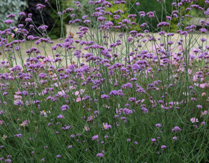 Argentinisches Eisenkraut