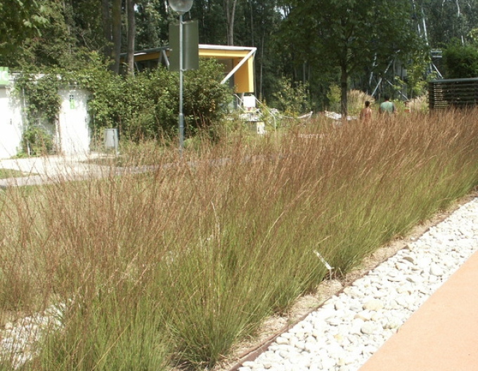 Pfeifengras"Edith Dudszus"