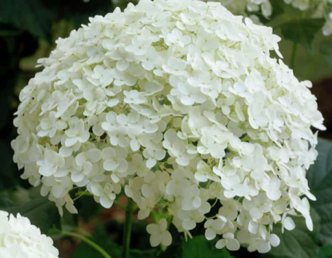 Hortensie Annabelle 9x9