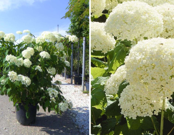 Hortensie Annabelle 9x9