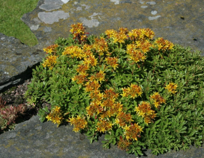 Fetthenne Weihenstephaner Gold