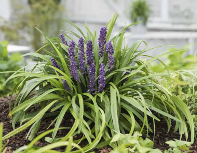 Glöckchentraube Royal Purple