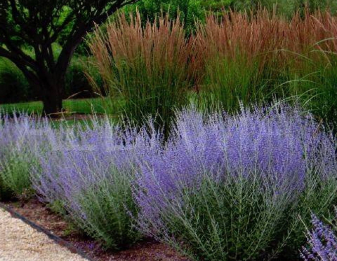 Blauraute Blue Spire