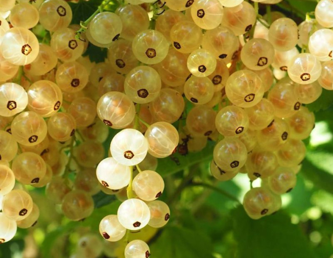 Weiße Johannisbeere Weisse Versailles Hochstämmchen, cont. 2l