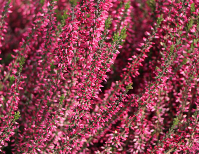 Heidekraut Aphrodite