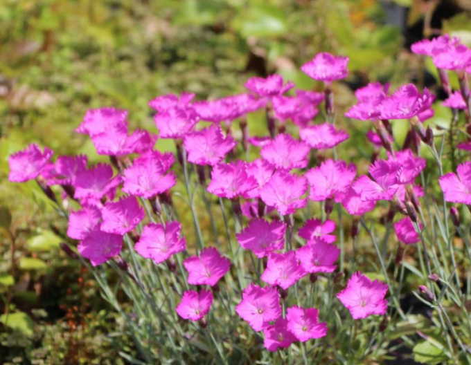 Gewürznelke Amarant