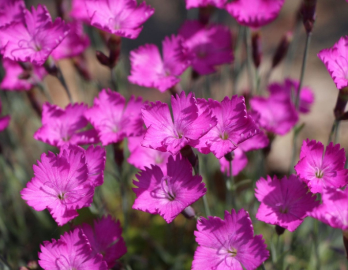 Gewürznelke Amarant