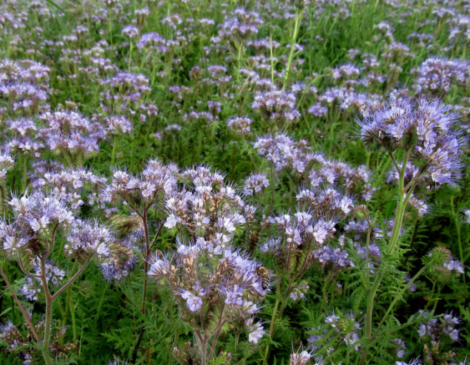 Gründüngung Phacelia 300g