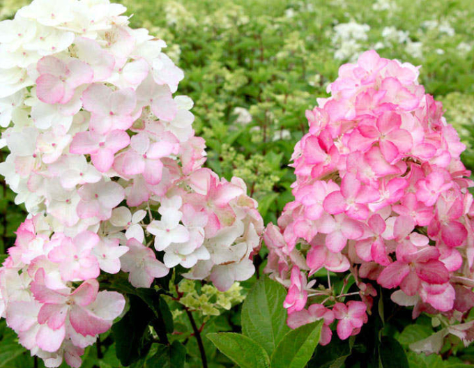Hortensie Fraise Melba Stämmchen