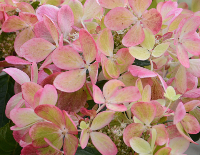 Rispenhortensie Pastellgrün