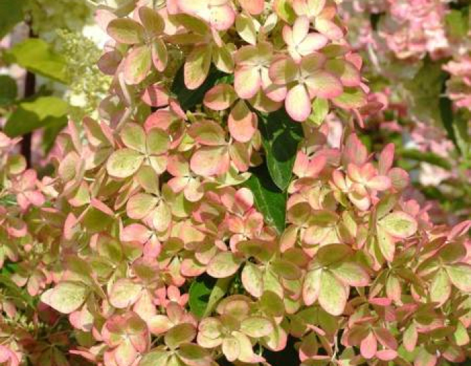 Rispenhortensie Pastellgrün