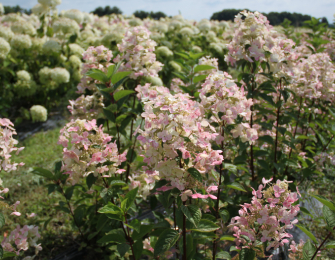 Rispenhortensie Pastellgrün