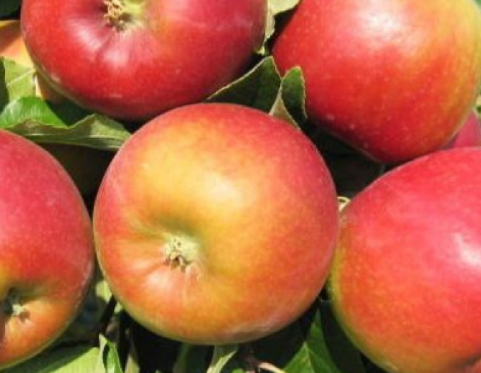 Apfel Mio auf M9, wurzelnackt