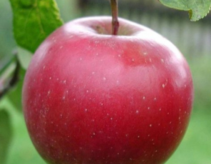 Apfel Breaburn auf M9, wurzelnackt