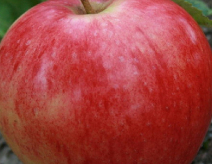 Sommerapfelbaum Discovery, sub. A2, frei