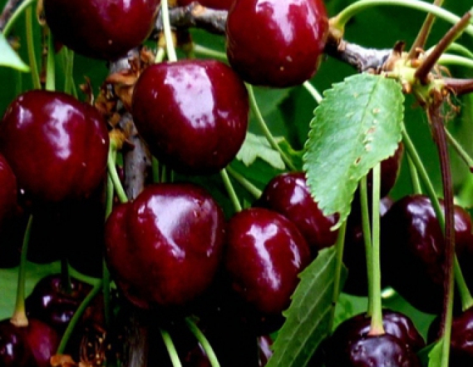 Kirsche Burlat , auf Gisela5, wurzelnackt