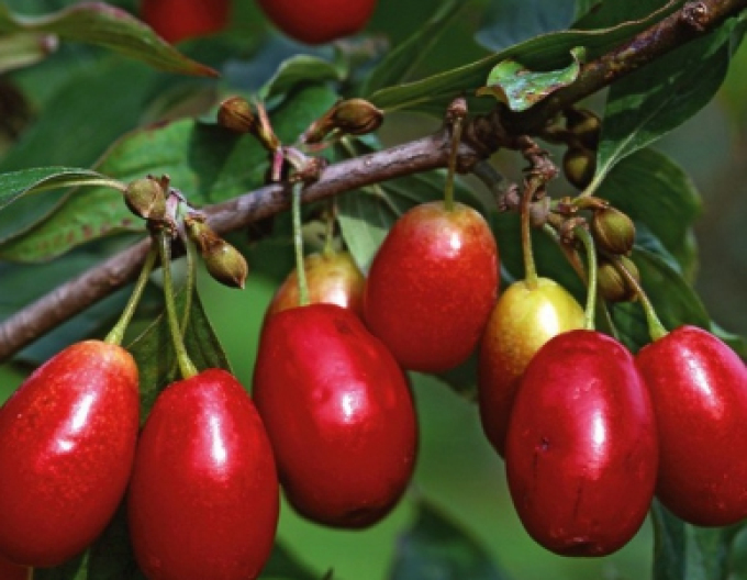 Kornelkirsche Jolico, wurzelnackt