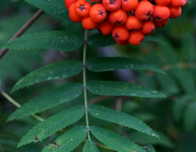 Essbare Eberesche Rot Moravská, wurzelnackt
