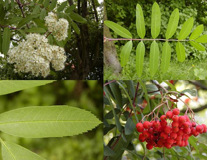 Essbare Eberesche Rot Moravská, wurzelnackt